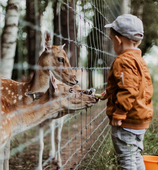 A kid petting a deer